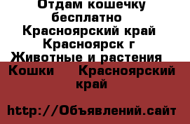 Отдам кошечку бесплатно - Красноярский край, Красноярск г. Животные и растения » Кошки   . Красноярский край